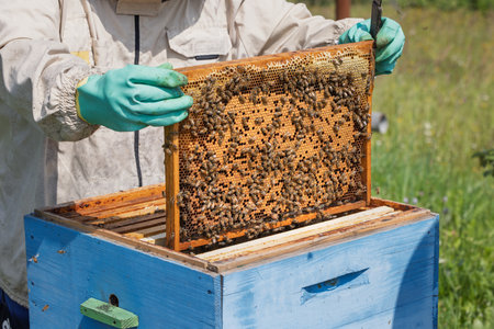 Beekeeper wearing a protective suit tending to beehives ensuring the well-being of the bees. Honey...
