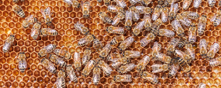 Honey Bees working on honeycomb close-up shot. Bees are best known to humans for their ecological...
