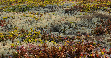 Arctic Tundra lichen moss close-up. Found primarily in areas of Arctic Tundra, alpine tundra, it is...