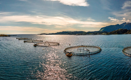 Farm salmon fishing in Norway. Norway is the biggest producer of farmed salmon in the world, with more than one million tons produced each year.の写真素材