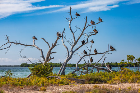 Turkey Vulture (Cathartes aura) sit on a tree near a reservoir...の写真素材