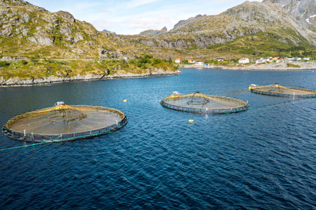 Farm salmon fishing in Norway. Norway is the biggest producer of farmed salmon in the world, with more than one million tons produced each year.の写真素材