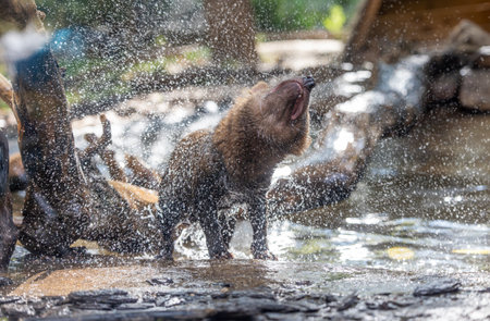 Bush dog (Speothos venaticus) in nature. Bush dogs are found from Panama in Central America, through...