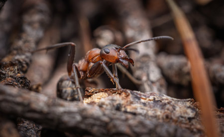 Ant close-up in the wild.