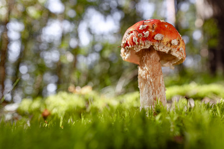 Fly agaric Mushroom In a forest. Amanita muscaria, commonly known as the fly agaric or fly amanita,...