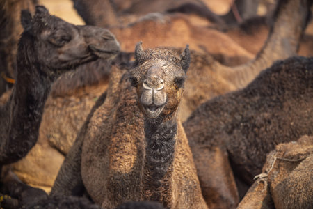 Camels at the Pushkar Fair, also called the Pushkar Camel Fair or locally as Kartik Mela is an...
