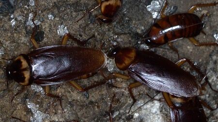Closeup macro American cockroaches gather in the sewer home to find food.の写真素材