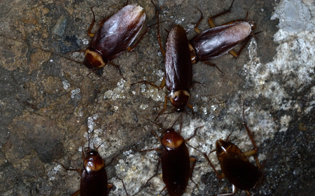 American cockroaches gather in the sewer home to find food.の写真素材