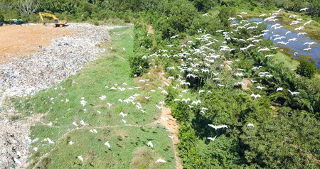 Bird's eye view of garbage mountain from drone in the industrial zone. Here is a flock of white birds, living in the garbage dump hill, The flock live in the forest near the garbage zone.の写真素材