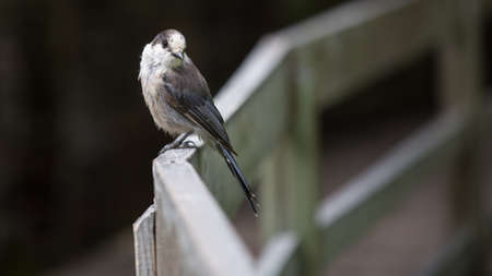 Grey Jay looking over its shoulder while sitting on a wooden railの写真素材
