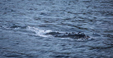 Humpback whale swimming along the surface of the ocean after a deep dive