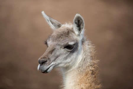 Closeup of an Alpaca with bits of food on its lipsの写真素材