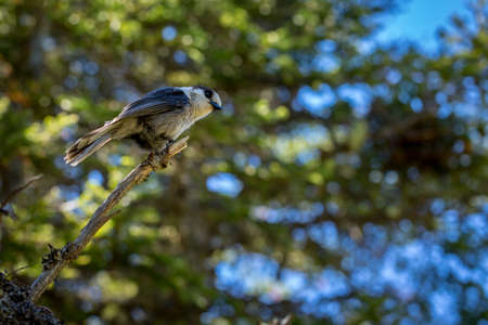 Small Grey Jay in forest setting resting on a small branch. Its head is tilted while looking at the camera.の写真素材