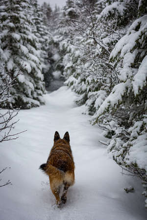 Fresh snow on trail with German Shepherd walking between treesの写真素材