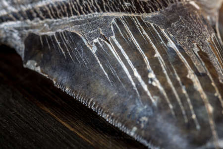 Prehistoric shark tooth from a Megalodon on wood backgroundの写真素材