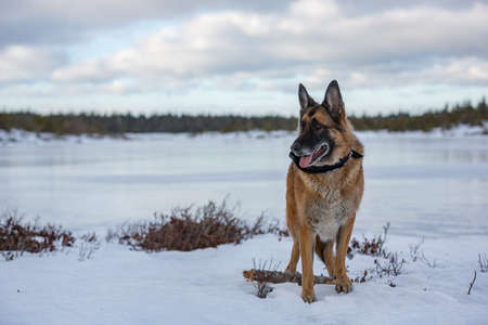 German Shepherd standing before a frozen pond and looking off in the distanceの写真素材