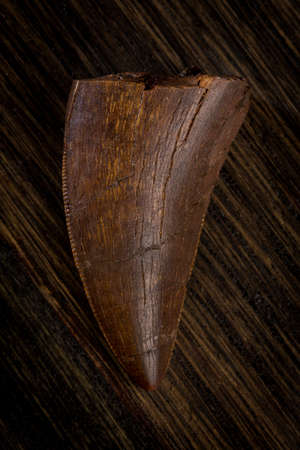 Prehistoric dinosaur tooth from Daspletosaurus, from the Tyrannosaurus genus