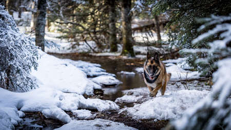German Shepherd Dog running down snow covered path in the woods.の写真素材