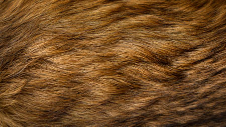 Macro shot of dog fur revealing the different tones in the furの写真素材