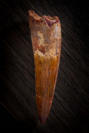 Late Cretaceous fossilized dinosaur tooth