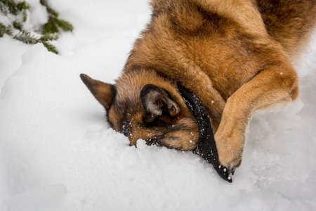 German Shepherd dog pushing snout deep into a snowbankの写真素材