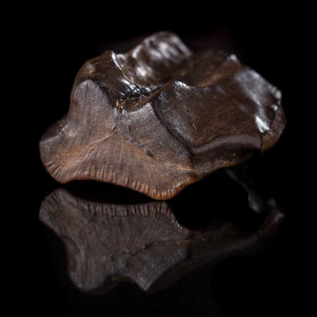 Upper Cretaceous fossilized dinosaur tooth on reflective surfaceの写真素材