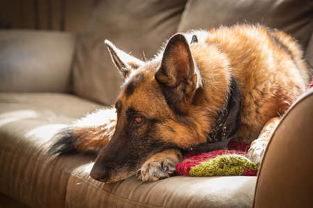 Sunlight falling on resting German Shepherd dog on green sofaの写真素材