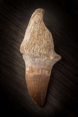 Rooted fossilized Mosasaur tooth on wood backgroundの写真素材