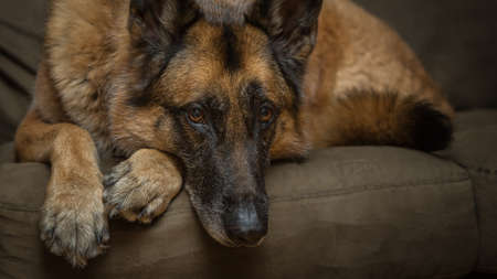 Natural light portrait of senior German Shepherd dog looking at cameraの写真素材
