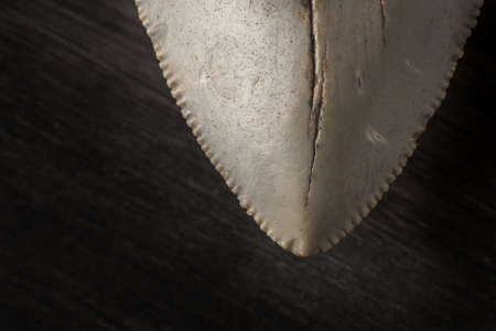 Closeup of light coloured fossilized Megalon tooth on wood background