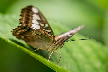 Resting butterfly on plants and leaves