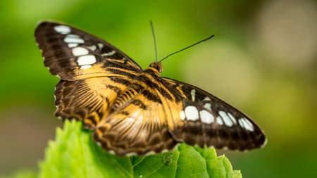 Resting butterfly on plants and leavesの写真素材