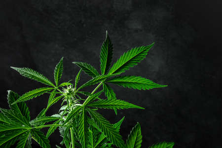 Marijuana plant, almost ready for harvest, on a dark background with a place for text