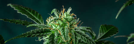 Cannabis panorama. Marijuana plant, ready for harvest, with yellow stigmas and many trichomes. Growing cannabis for medical purposesの写真素材