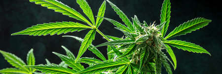 Cannabis plant panoramic header. Blooming marijuana plant, ready for harvest, with yellow stigmas and green leaves. Growing cannabisの写真素材