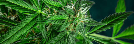 Cannabis plant panoramic banner. Marijuana flowers with yellow stigmas and green leaves. Growing...