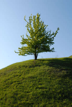 Green lonely tree on a hillの写真素材