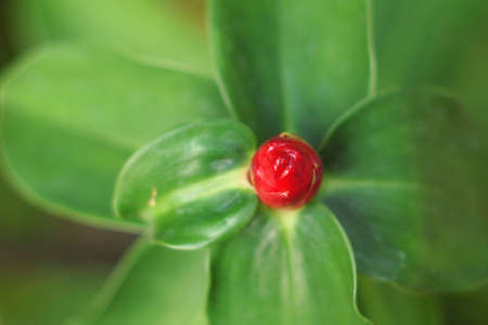Shampoo ginger, Wild ginger ZINGIBERACEAE Zingiber zerumbetの写真素材