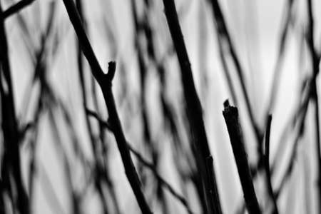 Abstract background from layer of branch in black and whiteの写真素材