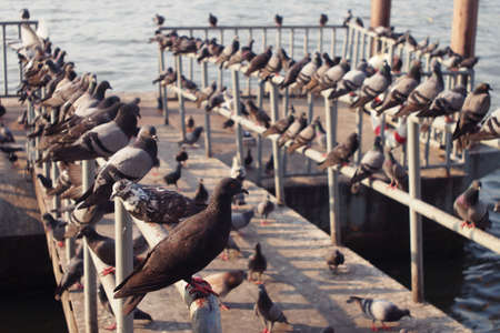 group of pigeons on the pier along the riverの写真素材
