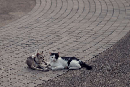 Two cute cats lying on the curve tile in the park