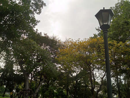 The light lamp post among tree in the gardenの写真素材