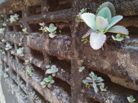 Bryophyllum daigremontiana plant grow on dirty wallの写真素材