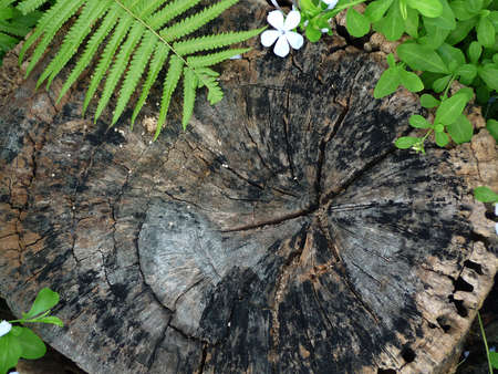 Old crack wood stump texture background Fern and flower copy space frame