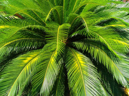 green leaves of cycad palm tree plant use for garden and park decorated summer holidayの写真素材