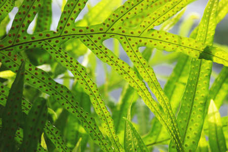 Close up of greenery fern leaves with spores