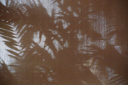 abstract background shadow shade of the palm leaf on curtain