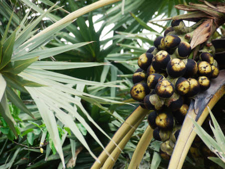 Asian Palmyra Palm Borassus fruit on Arecales palm tree