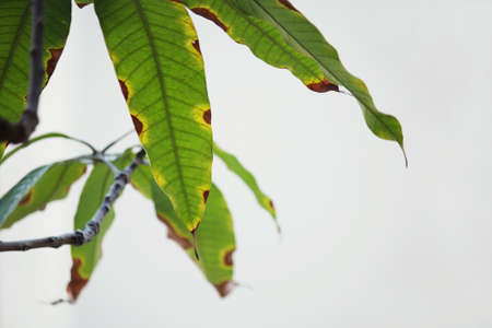 Blight diseases Mango leaves isolate on white background SELECTIVE FOCUS