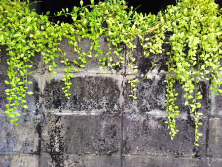 The wall climberの素材